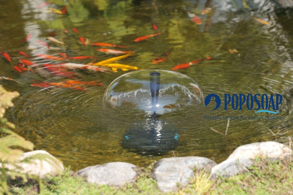 How to Build a Koi Pond: A Complete Step by Step Guide