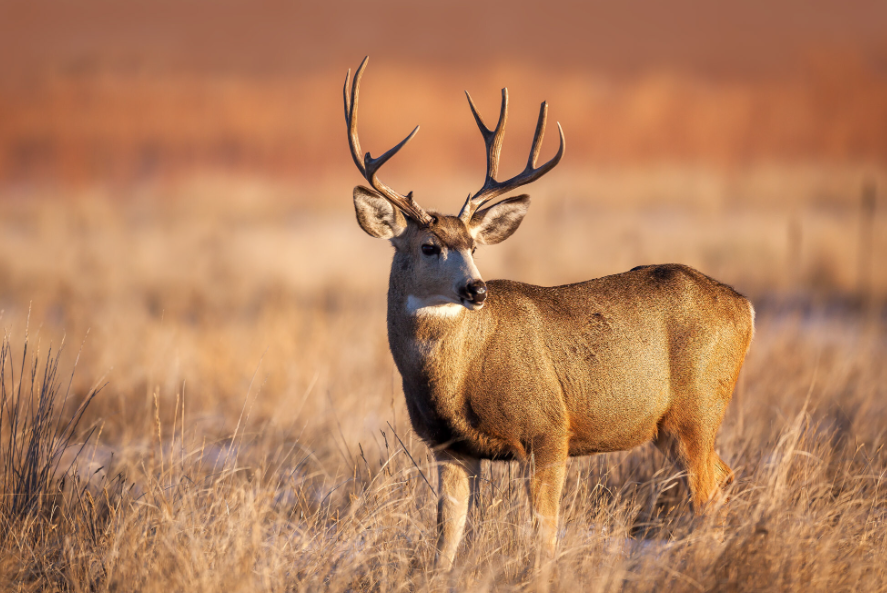 The Kinds of Deer Found in America: What Every Property Owner Should Know The Kinds of Deer Found in America